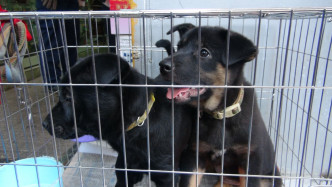 兩隻唐狗居於狹窄的鐵籠中。