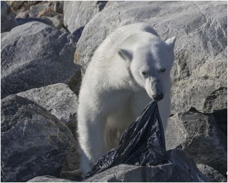 饥肠辘辘的北极熊被塑胶袋内的食物气味吸引。