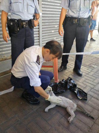 愛護動物協會人員到場檢驗貓隻屍體。梁峰國攝