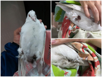 有人發現受傷白鴿。 香港救援鳩鴿及雀鳥FB圖