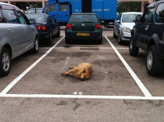 另有網民分享在一露天停車場，發現有狗狗佔據泊車位，閉眼熟睡。網民Joanna Lee/ fb群組「馬路的事討論區」