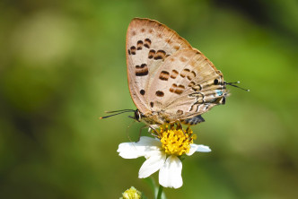 斯米玳灰蝶去年11月首次於香港被發現。（市民李敬華及盧詠珊提供圖片）
