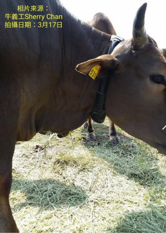 有義工質疑追蹤器頸帶太緊，令牛隻不適。西貢牛facebook圖片