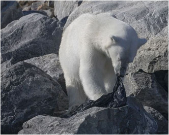 餓極的北極熊撕咬塑膠袋試圖吃掉。