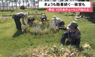 北海道10萬株鬱金香被熱死，花農只好清除枯萎的花球。網上圖片