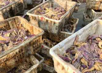 海星会吃掉渔户养殖的蛤蜊，造成严重经济损失。网图