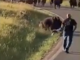 不少民眾不敢靠近，只能大聲喝止野牛行為，直至其停止攻擊並返回牛群。網圖