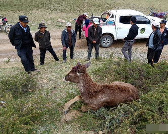 西藏村民发现一级保护动物白唇鹿受伤鹿角疑被割。网图