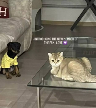 因为新养的杜宾幼犬，惹起网民指责Lisa锺情品种宠物。