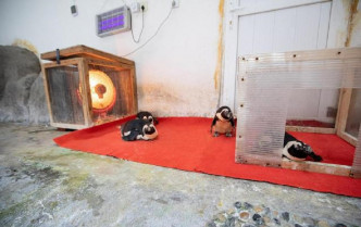 四川成都動物園內企鵝難抵寒流圍爐取暖。網上圖片