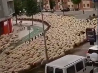 數百隻羊咩湧入街道霸佔了整修馬路。網圖