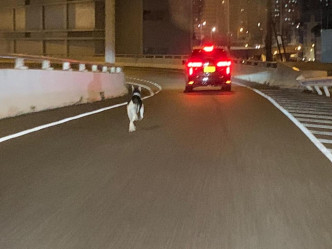 有网民前晚在西九龙公路发现唐狗女Tri的行踪。网上图片