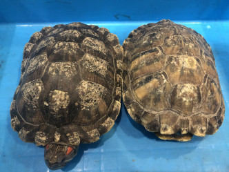 其中兩隻檢獲的巴西龜。 海關提供