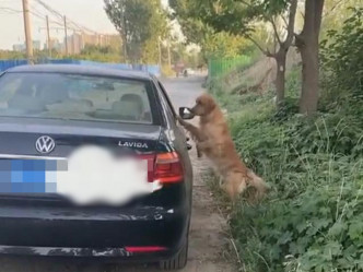 狗狗守护在主人的车边。网图