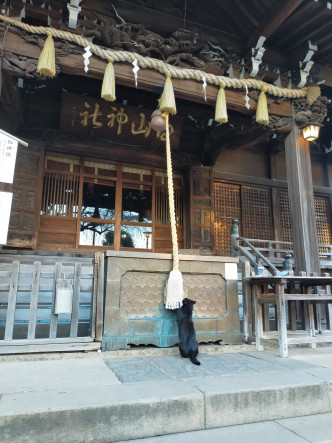 日本網民遇見一隻貓在神社搖鈴。網上圖片