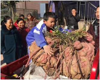 人群團團圍住紅薯王。網圖