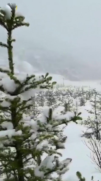 大地瞬间被白雪覆盖。(网图)