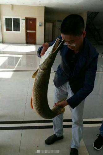 怪鱼长超过一米，重约10多公斤。