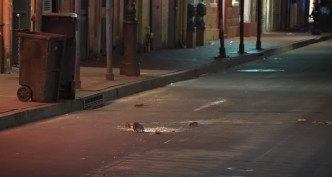 老鼠在街头上展开抢食大战。网图
