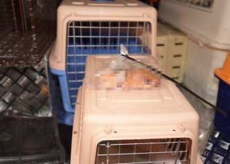 疑被人虐杀的小猫为初生，约一个月大。
