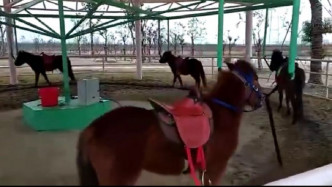 江蘇動物園推出旋轉活馬。網上圖片