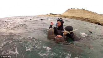 小海狮热情地和潜水客互动。(网图)