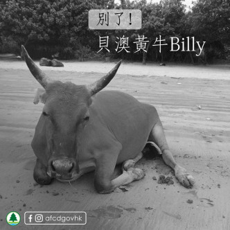 漁護署昨日在facebook專頁發帖，指自細在貝澳生活、性格溫馴的黃牛Billy不幸離世。