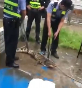 武漢有鱷魚逃脫被警方擒獲。網上圖片