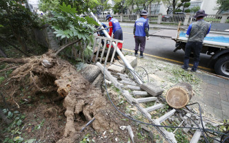「塔巴」掠過南韓南部為南韓帶來狂風暴雨，樹木被吹翻。AP