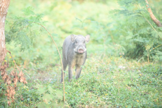 多隻野豬在西貢輋下村一帶出現。