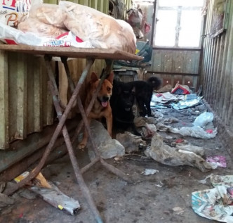 2015年5月，12只狗被遗弃在村屋内，其中4只狗已死亡而尸体已腐烂。警方因在 6 个月时限内无法找到租户而未能检控。香港大学提供