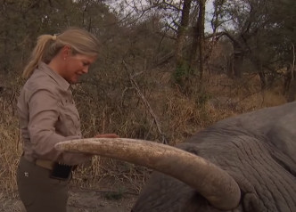 拉皮埃尔妻子检视已被猎杀的大象。影片截图