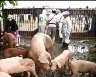 养猪场严重水浸浸死近5千头猪。