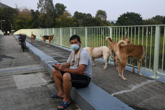 周先生表示，梧桐河一带有至少6只流浪狗。