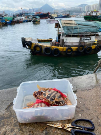 女網民將兩隻蟹帶到附近一處碼頭，剪去纏綁蟹身的尼龍繩後，將其放生。FB圖片