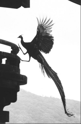 這隻該「鳳凰」是寺廟裡放養的孔雀。Twitter