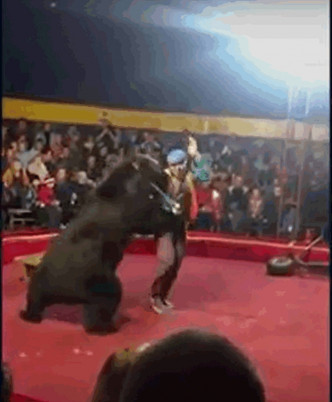 大棕熊突然撲向馴獸師。網圖