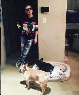 Gaga家有三隻鬥牛犬Koji、Gustav和Miss Asia。