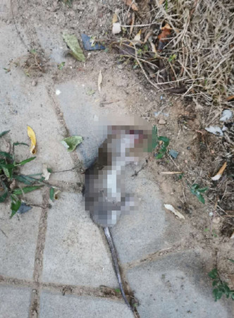 咬女嬰老鼠當場被活活打死。網圖