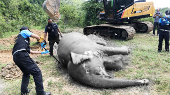 中枪后忍痛一个月的大象死在池塘内，尸体已开始腐烂。网图