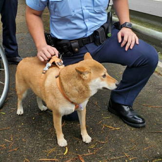 小柴犬迷失於荃錦公路。 香港警察 Hong Kong Police FB 圖片