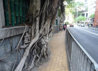 署方观察结果发现，树根被挤压在狭窄的行人路。地政总署图片