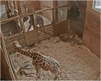 長頸鹿寶寶在45分鐘後站起來隨後接受餵哺。網圖