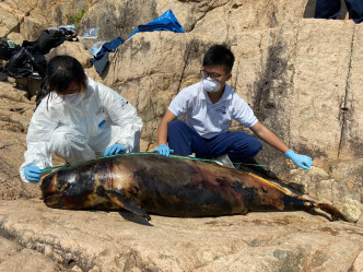在塔门发现的成年江豚长174厘米，尸身严重腐烂。
