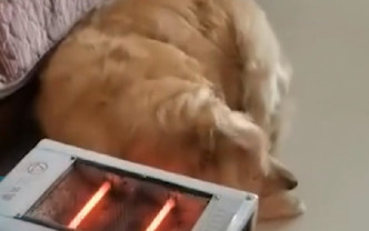 金毛尋回犬的毛被暖爐燒焦。網上圖片