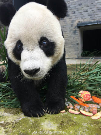 中國大熊貓保護研究中心圖片