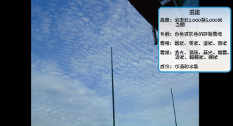 高積雲資料 (香港天文台 「度天」賞雲)