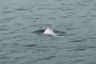 中华白海豚在将军澳海面出没。网民Ken Yip截图