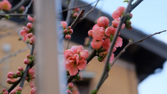 坤哥為大家直擊日本今年嘅櫻花。