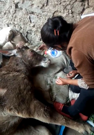 西藏村民发现一级保护动物白唇鹿受伤鹿角疑被割。网图